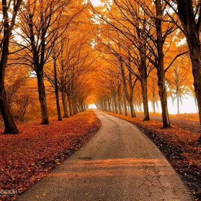 Estrada arborizada representando o serviço de abertura de caminhos e sucesso profissional com Pai de Santo em Maceió.